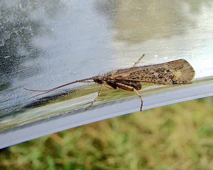 caddis fly